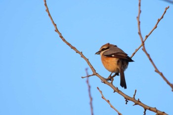 Bull-headed Shrike 守谷市 Tue, 3/23/2021