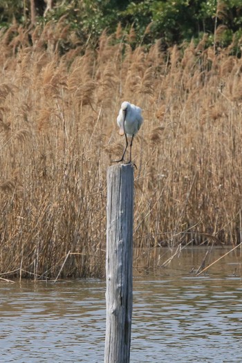 Fri, 3/26/2021 Birding report at Kasai Rinkai Park