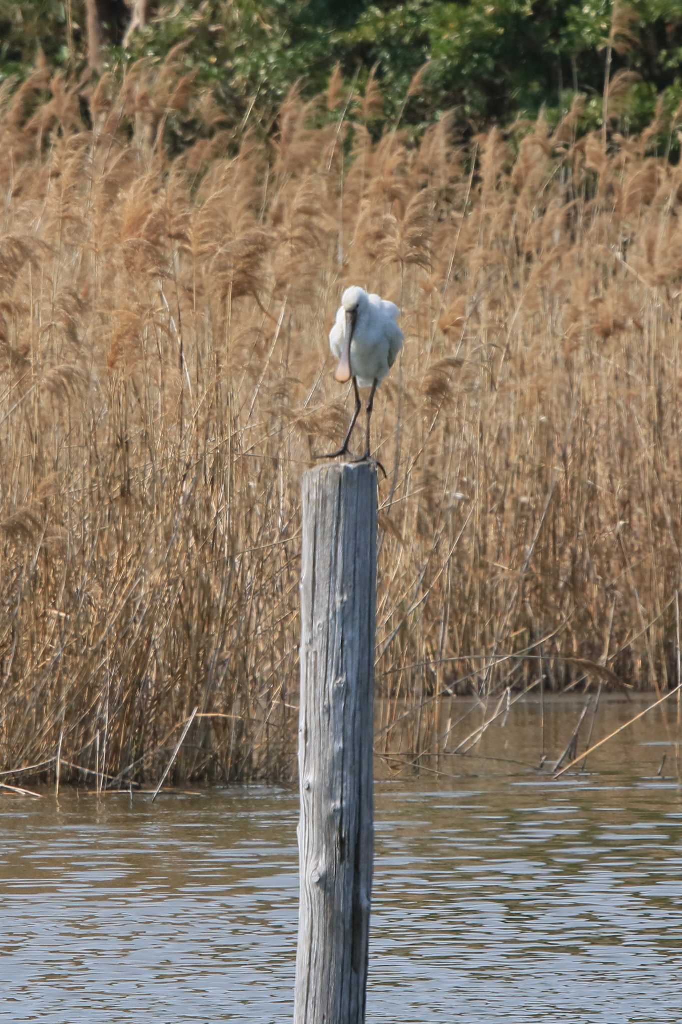 Eurasian Spoonbill