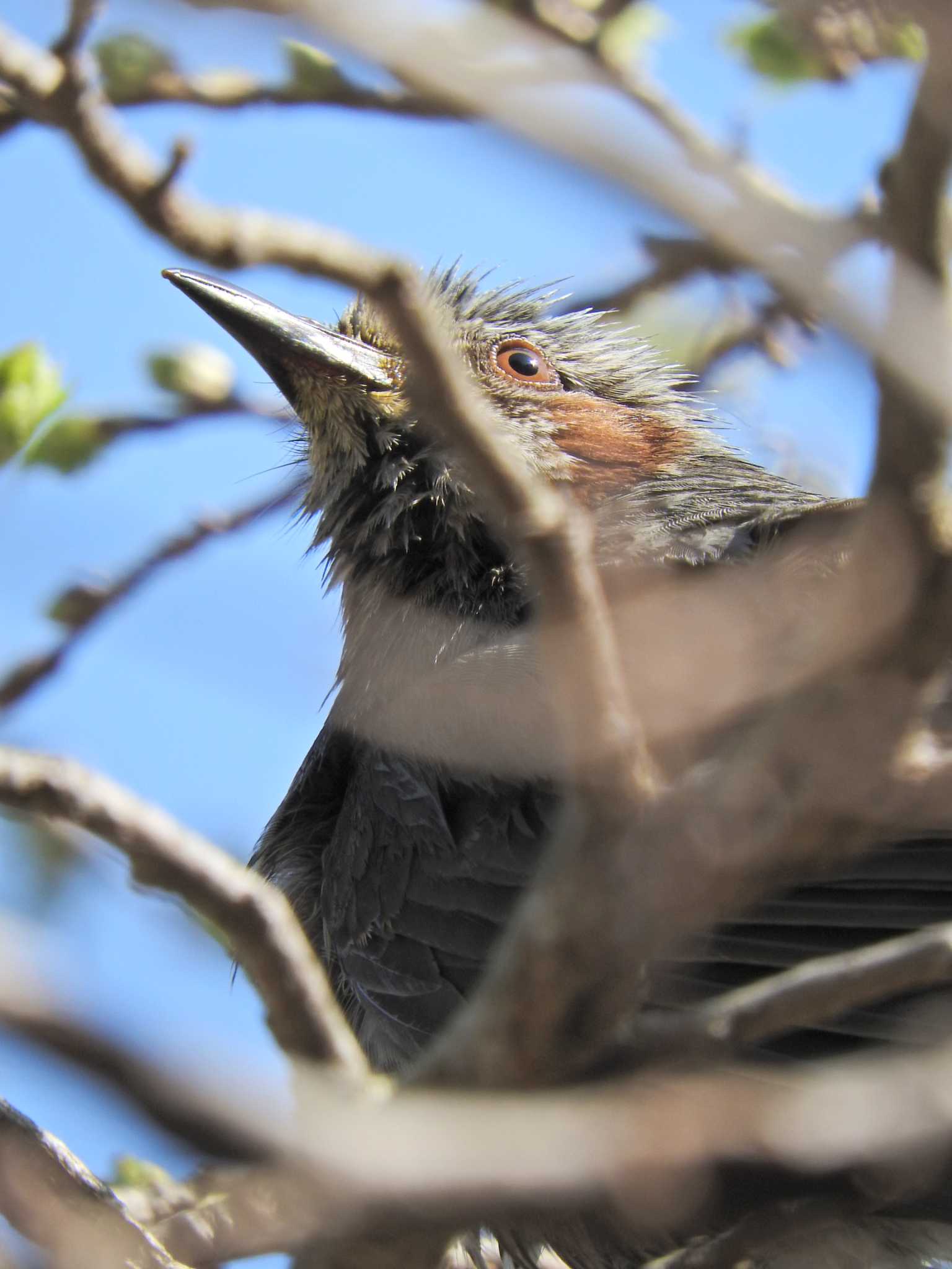 Brown-eared Bulbul