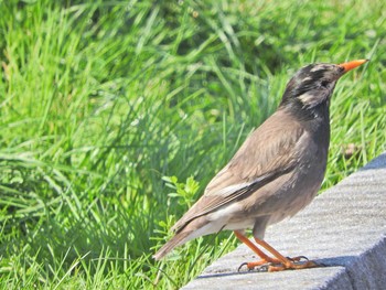 White-cheeked Starling 落合川 Fri, 3/26/2021