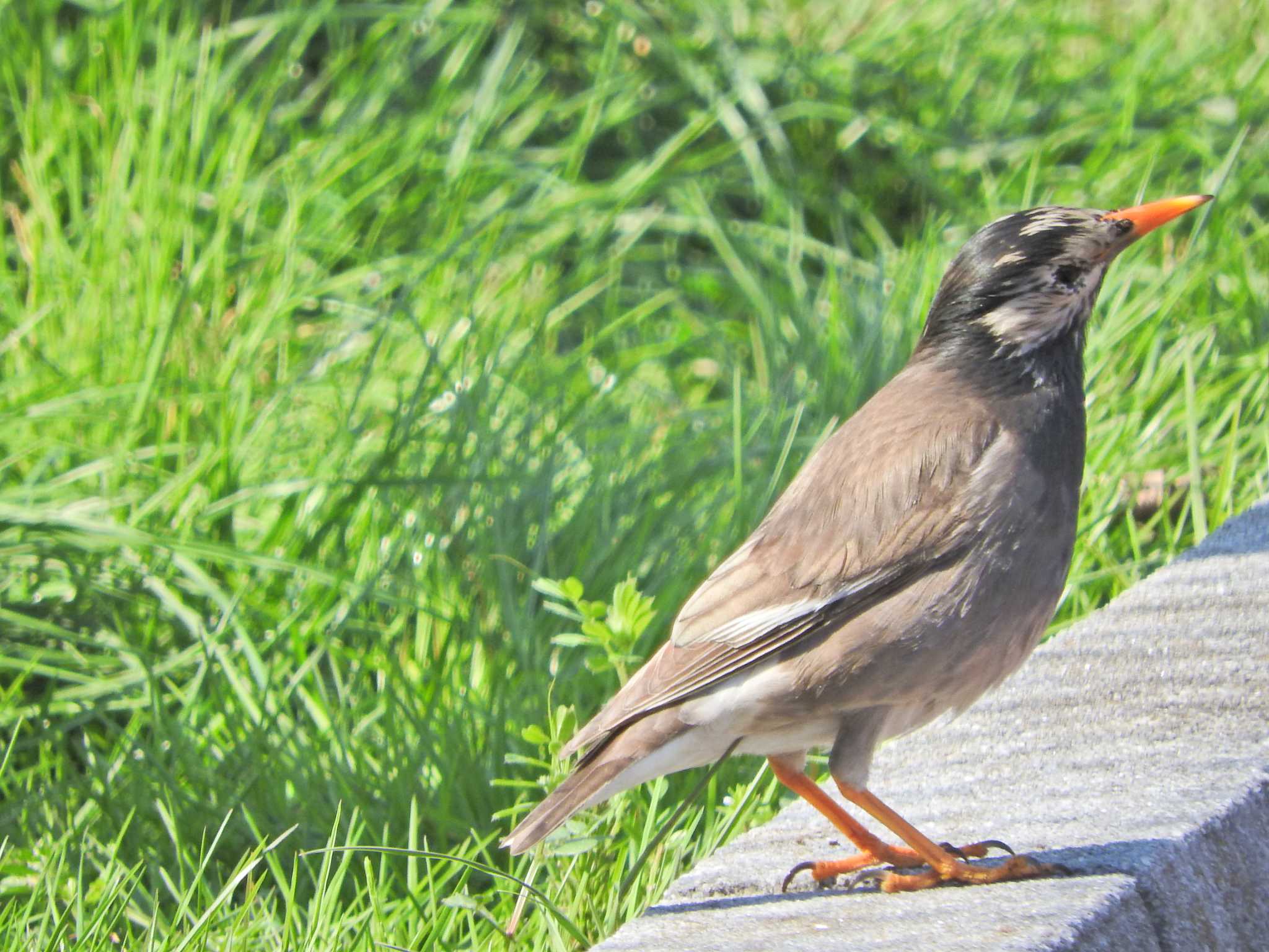 White-cheeked Starling