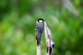 オキナワシジュウカラ 漫湖水鳥・湿地センター 2017年1月5日(木)