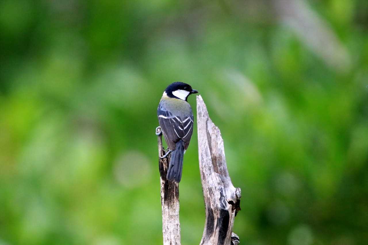 Photo of Japanese Tit(okinawae) at Manko Waterbird & Wetland Center  by とみやん