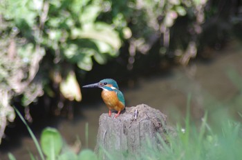 カワセミ 上尾丸山公園 2021年3月24日(水)