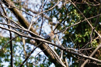 2021年3月26日(金) 大麻生野鳥の森公園の野鳥観察記録