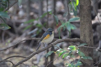 Sat, 3/27/2021 Birding report at Shakujii Park