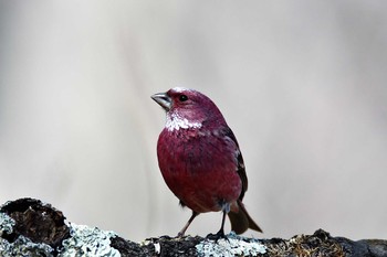 Pallas's Rosefinch Saitama Prefecture Forest Park Wed, 3/24/2021