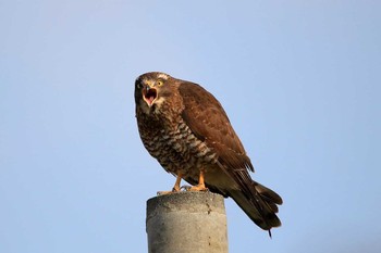 Grey-faced Buzzard 与根の三角池 Thu, 1/5/2017