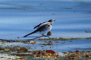 2021年3月27日(土) 都立浮間公園の野鳥観察記録