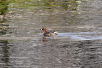 Little Grebe Ukima Park Sat, 3/27/2021