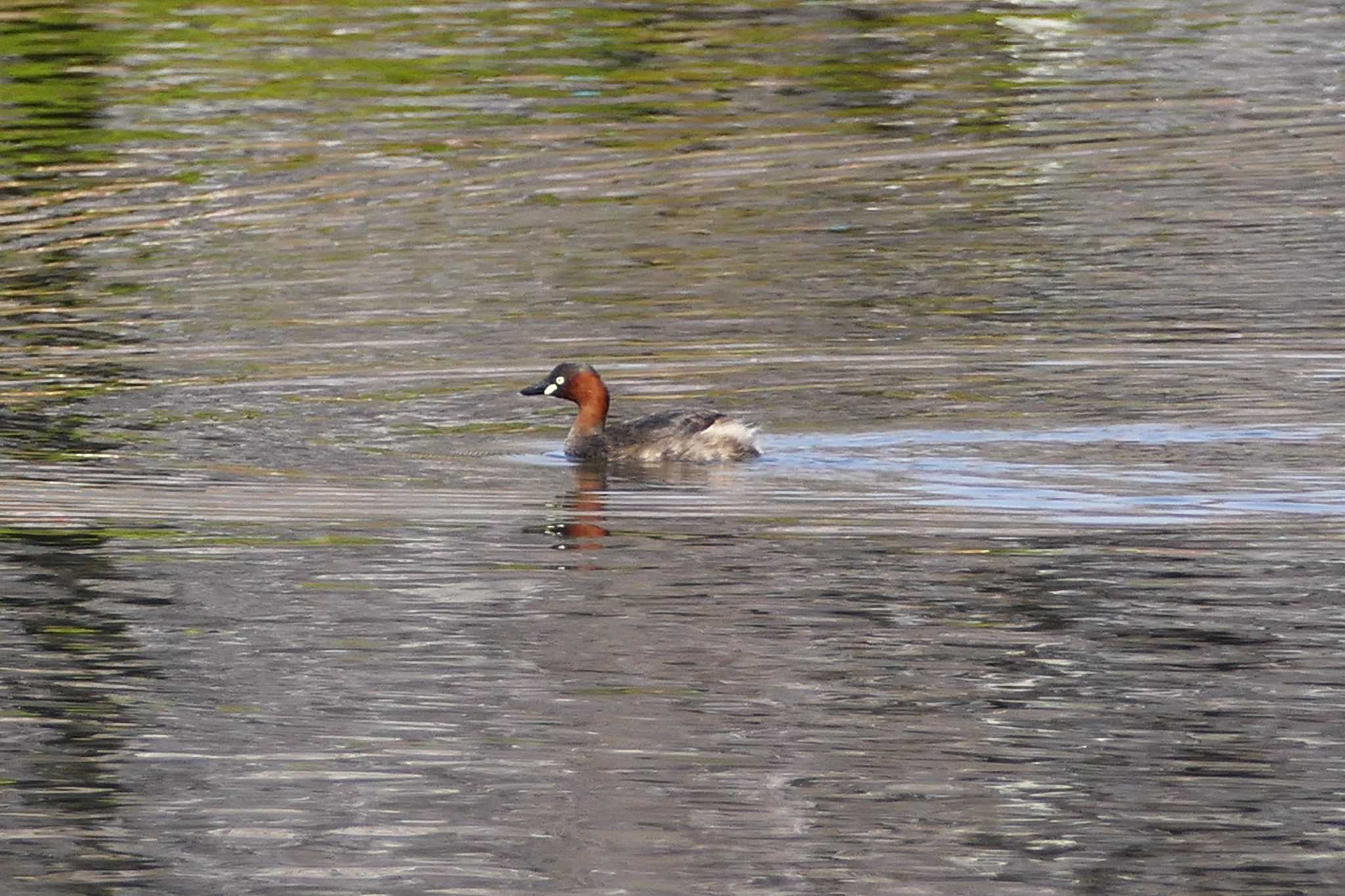 Little Grebe