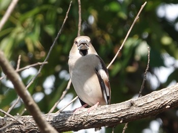 Hawfinch さいたま市 Sat, 3/27/2021