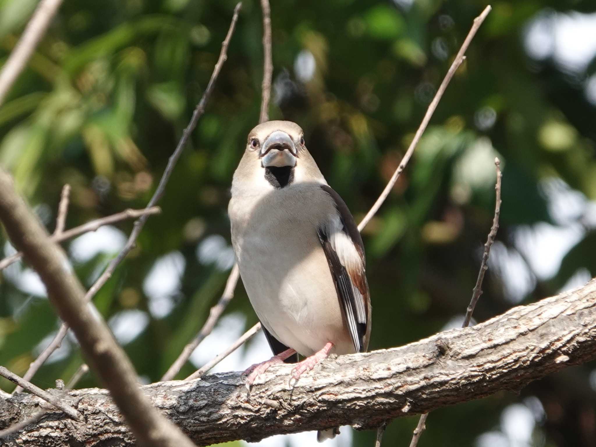 Photo of Hawfinch at さいたま市 by dalidalida