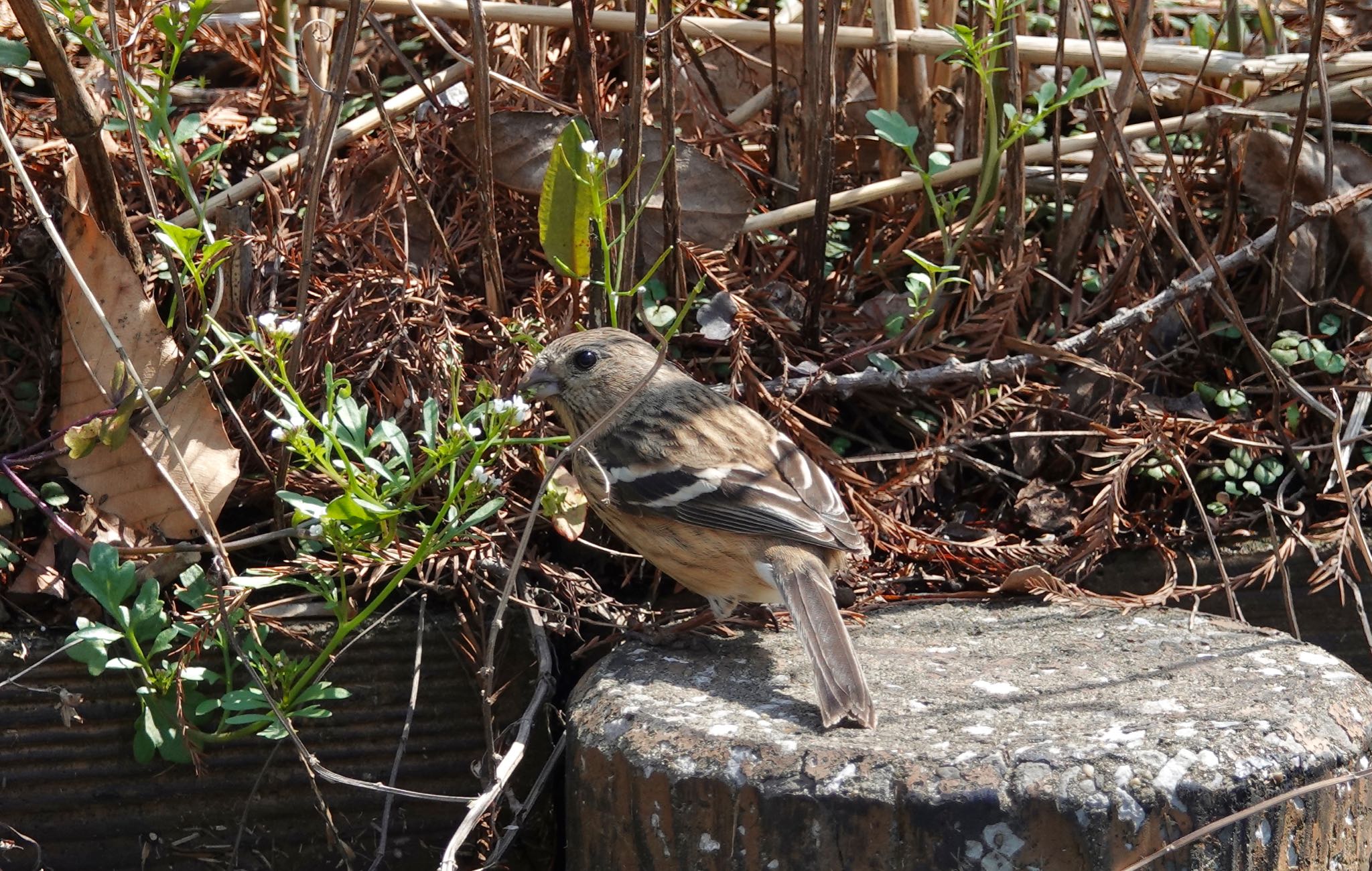 Siberian Long-tailed Rosefinch