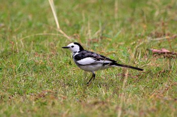 White Wagtail(leucopsis) Manko Waterbird & Wetland Center  Thu, 1/5/2017