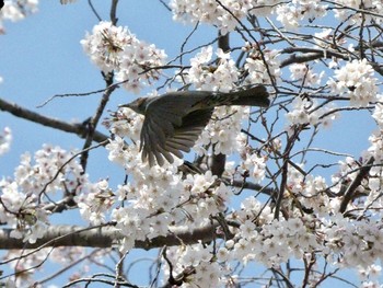 ヒヨドリ 東京大学附属植物園 2021年3月27日(土)