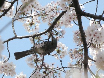 ヒヨドリ 東京大学附属植物園 2021年3月27日(土)