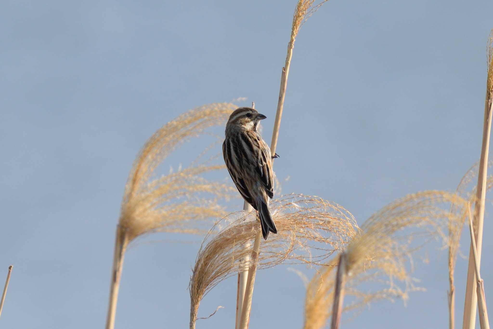 Photo of Common Reed Bunting at 多摩川二ヶ領宿河原堰 by さすらう葦