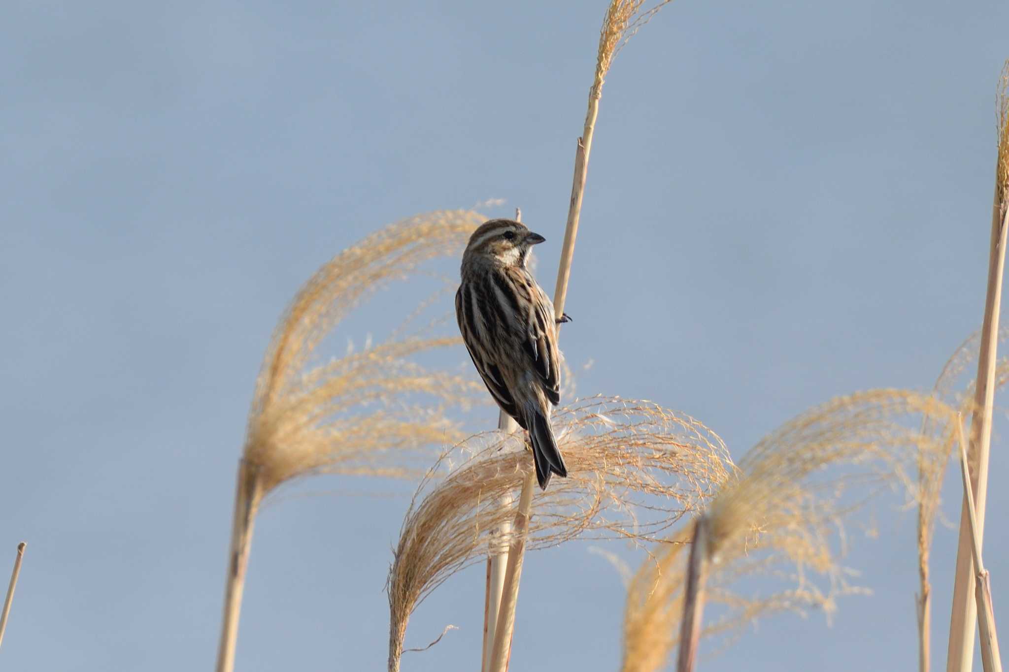 Common Reed Bunting