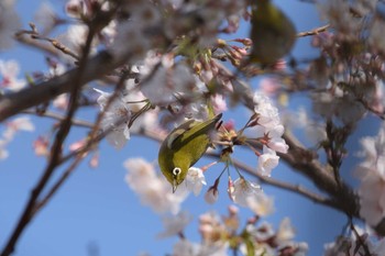 メジロ 多摩川二ヶ領宿河原堰 2021年3月27日(土)