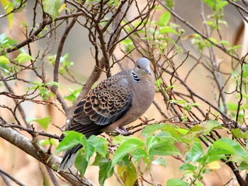 リュウキュウキジバト 与根の三角池 2017年1月5日(木)