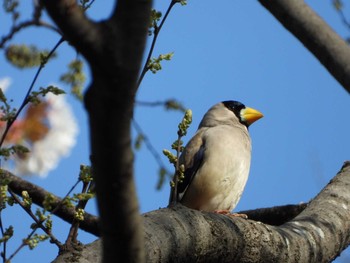 2021年3月27日(土) 光が丘公園の野鳥観察記録