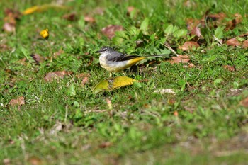 2021年3月27日(土) 長浜公園の野鳥観察記録