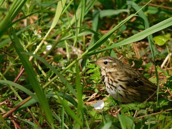 2021年3月27日(土) 京都御苑の野鳥観察記録