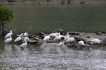 2017年1月5日(木) 豊崎干潟の野鳥観察記録