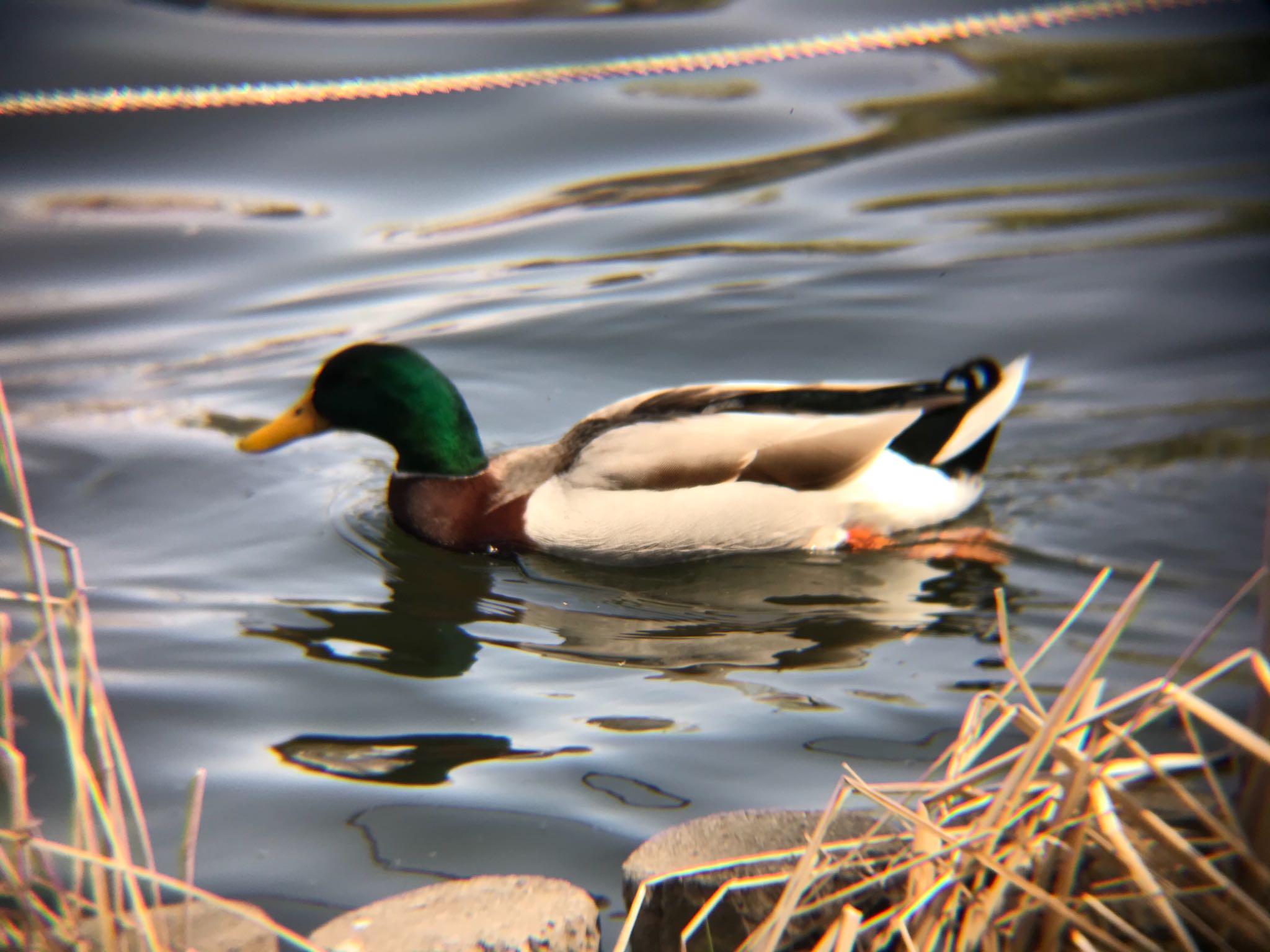 石神井公園 マガモの写真 by mameko