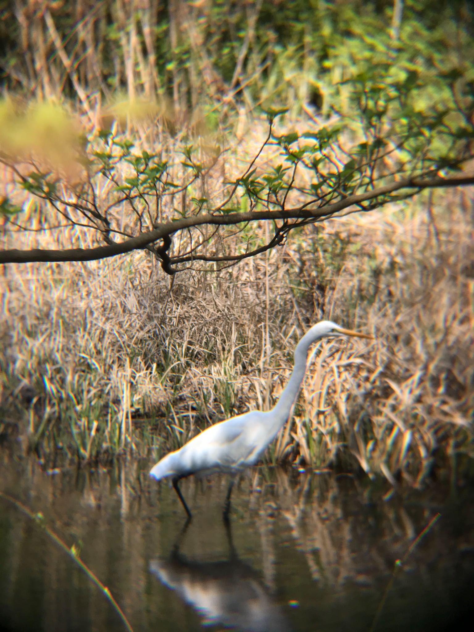 石神井公園 チュウサギの写真 by mameko