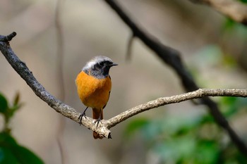 Daurian Redstart Kasai Rinkai Park Sat, 3/27/2021