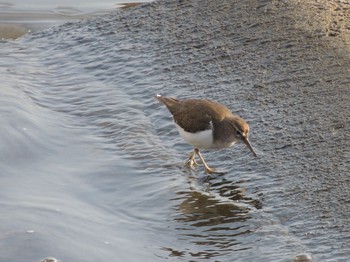 2021年3月27日(土) 多摩川二ヶ領宿河原堰の野鳥観察記録