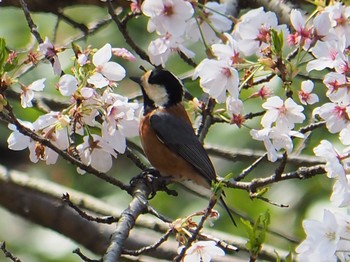 Varied Tit 新治市民の森 Sat, 3/27/2021