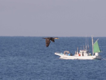 2021年3月27日(土) 城ヶ島の野鳥観察記録