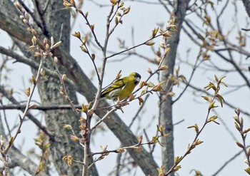 マヒワ 場所が不明 2021年3月27日(土)