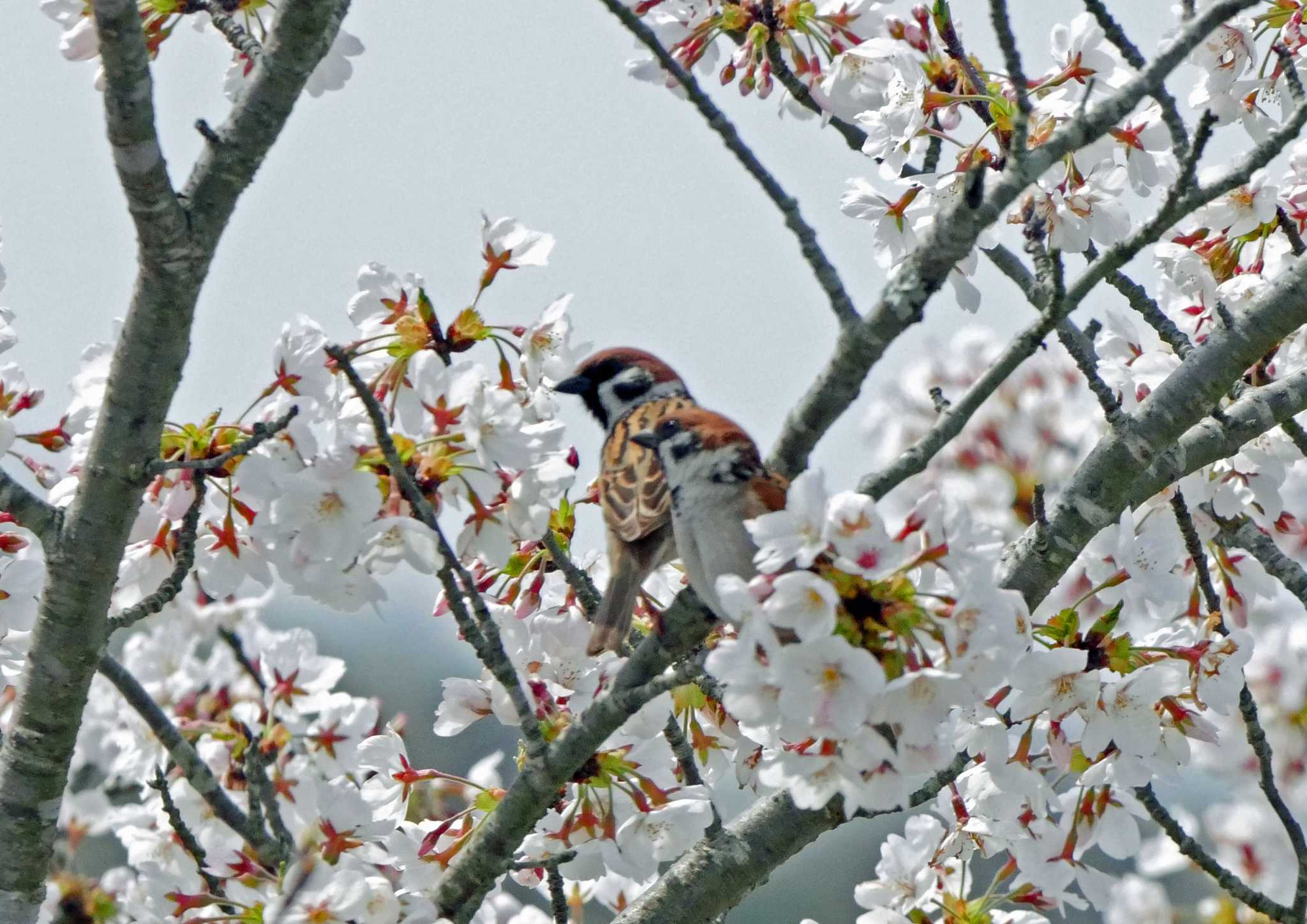  スズメの写真 by Chacoder