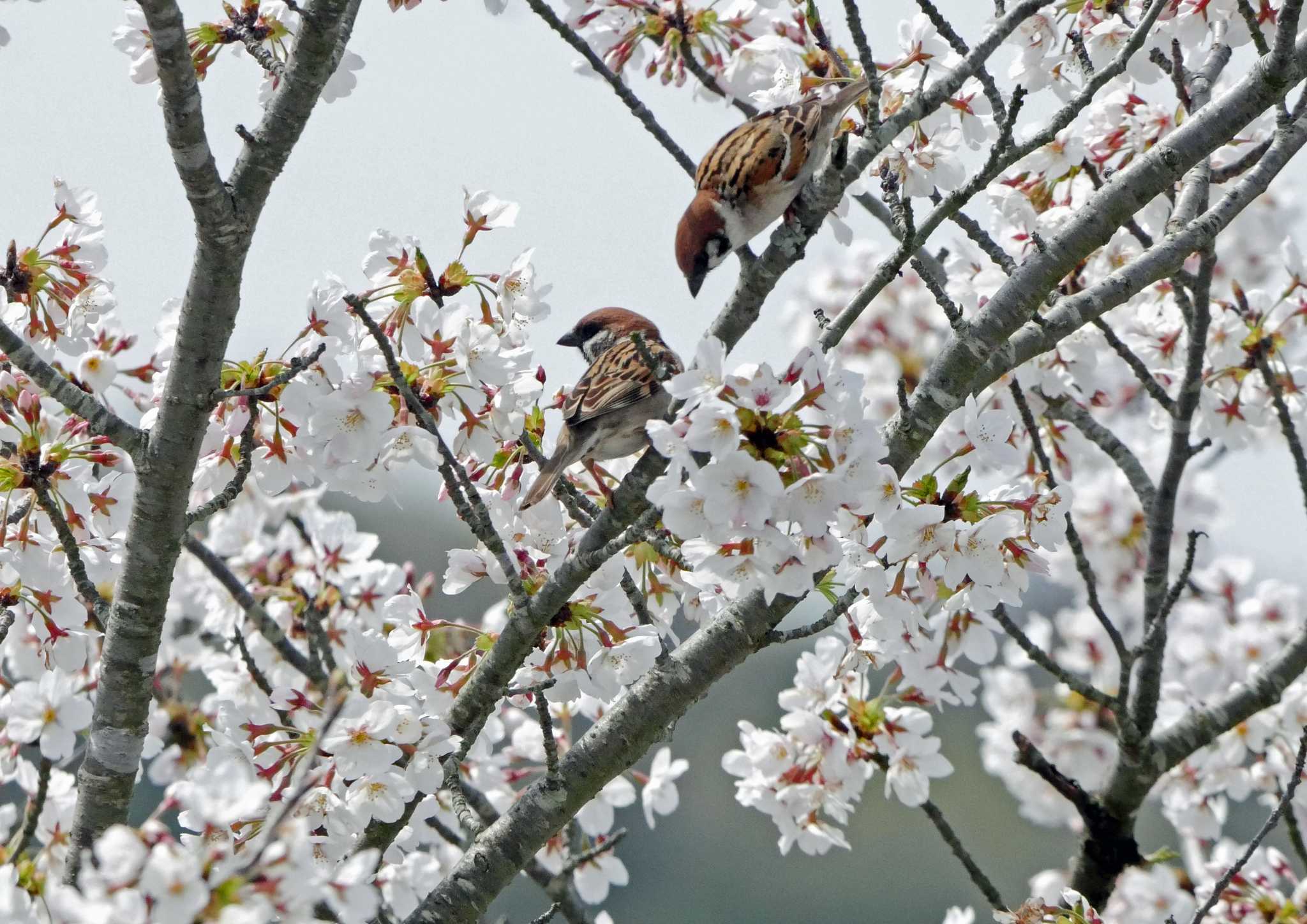  スズメの写真 by Chacoder