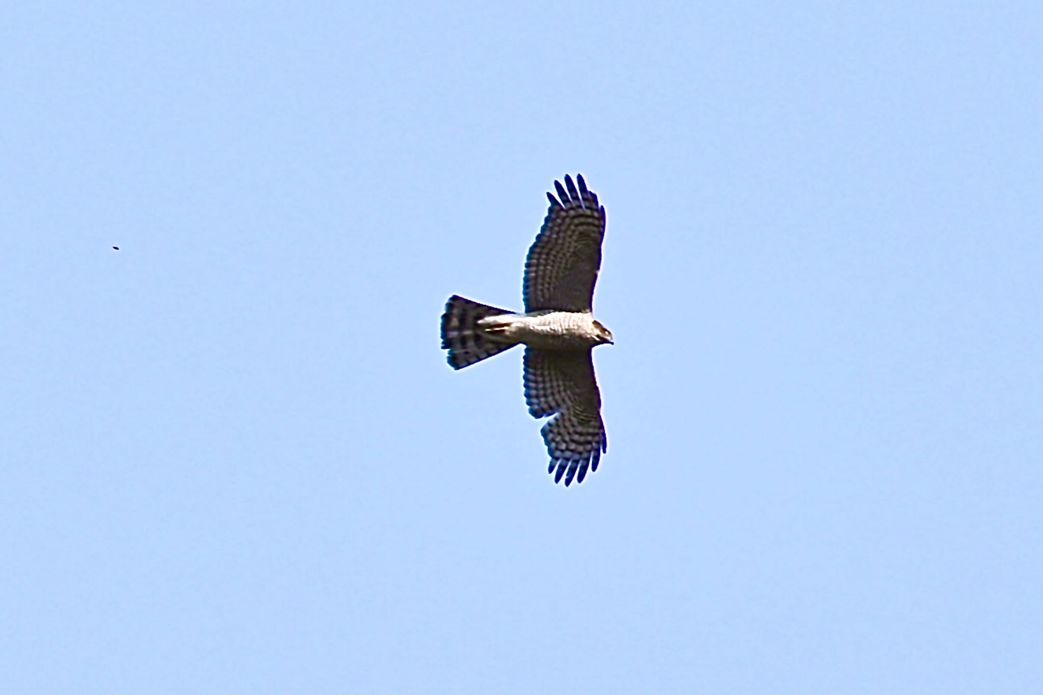 Eurasian Goshawk