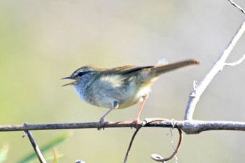 ウグイス 守谷野鳥のみち 2021年3月27日(土)