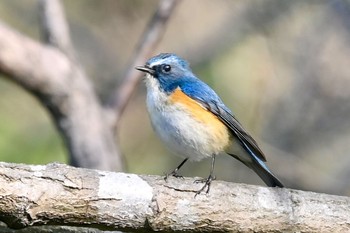 ルリビタキ 守谷野鳥のみち 2021年3月27日(土)