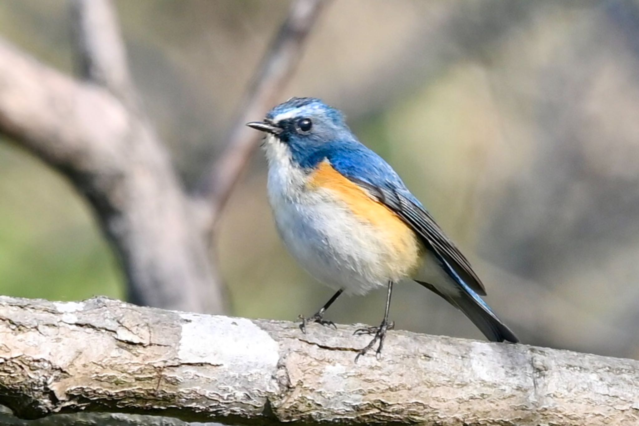 Red-flanked Bluetail