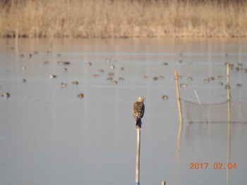 チュウヒ 千葉県　印旛沼 2017年2月4日(土)