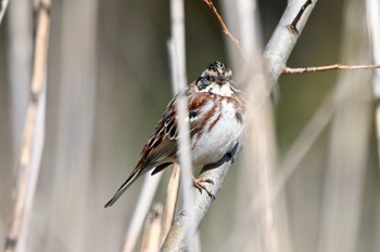 カシラダカ 守谷野鳥のみち 2021年3月27日(土)