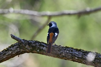 ジョウビタキ 守谷野鳥のみち 2021年3月27日(土)