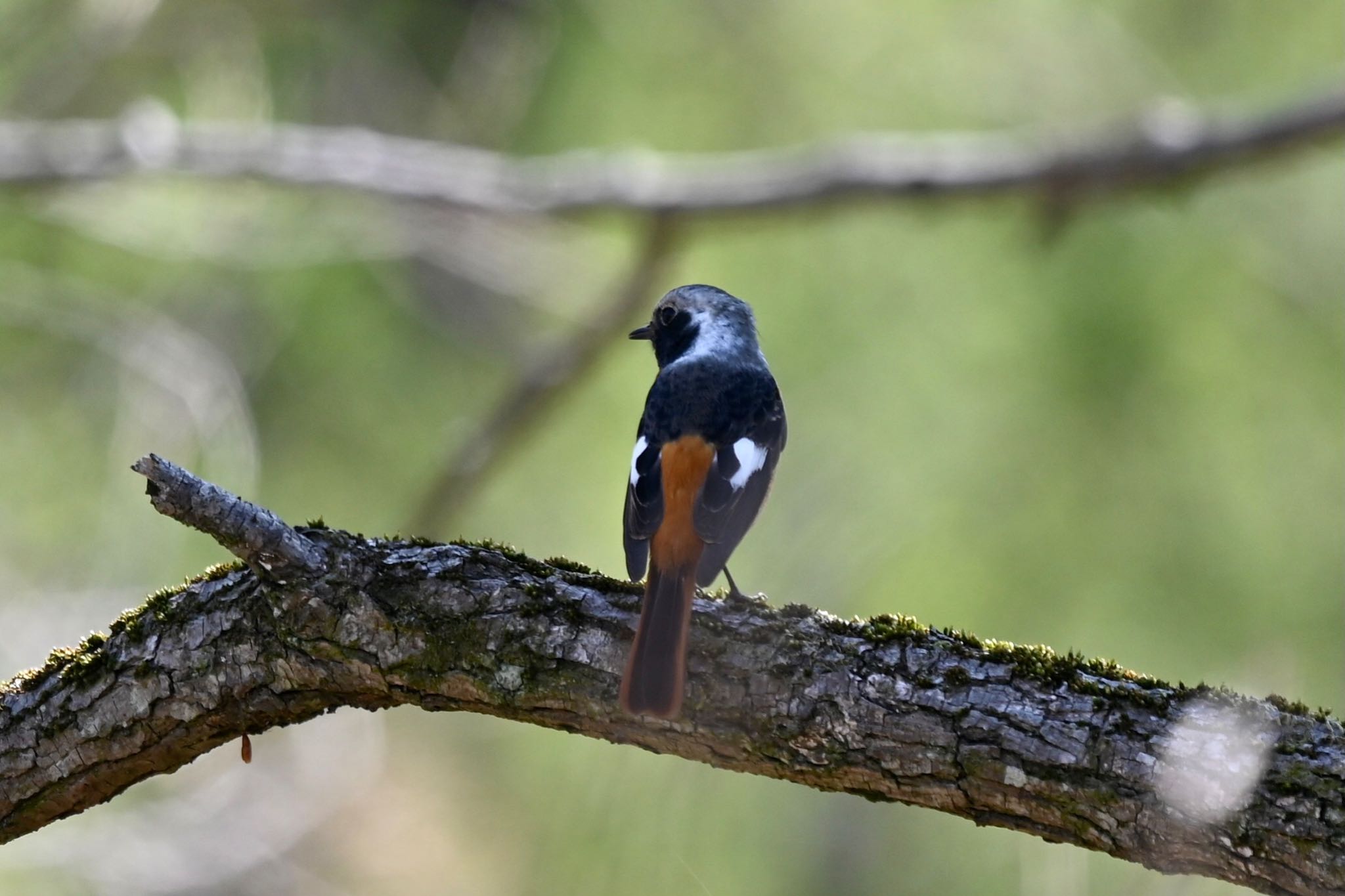 Daurian Redstart