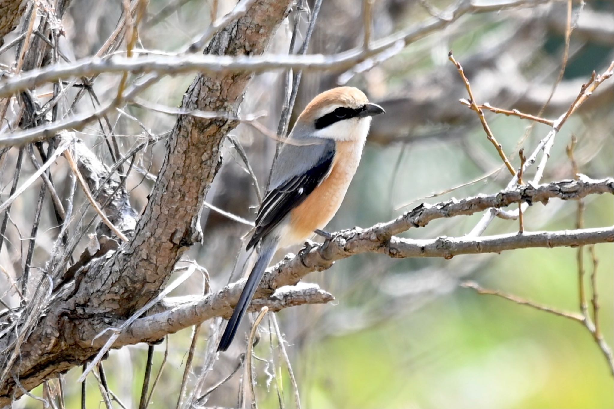 Bull-headed Shrike