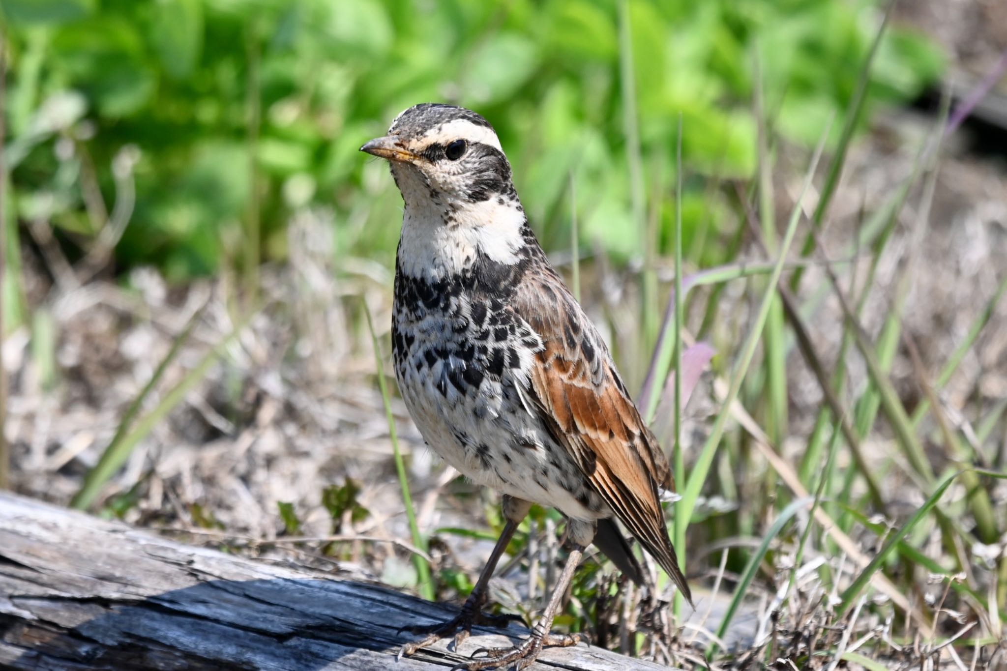 Dusky Thrush