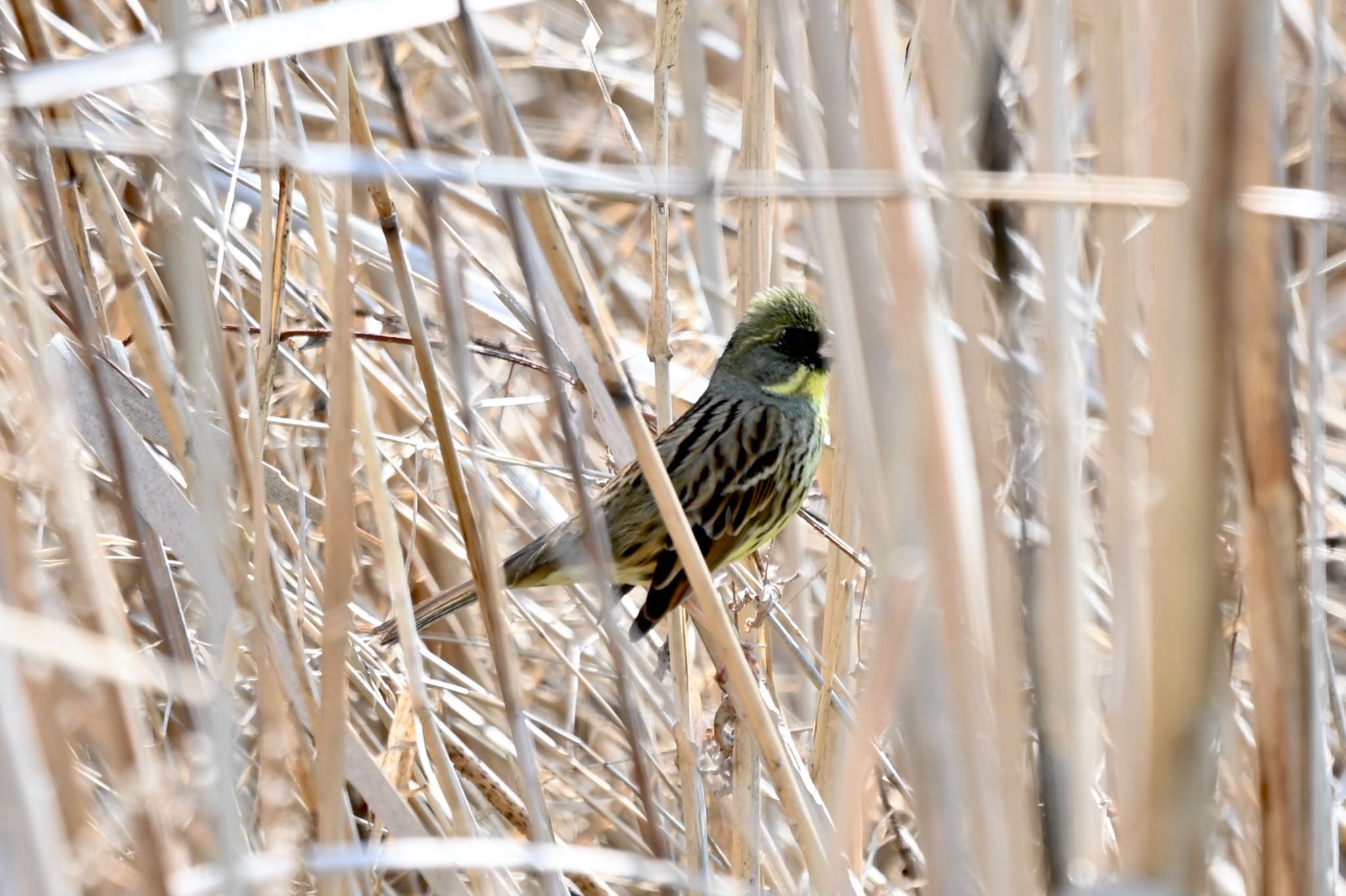 Masked Bunting